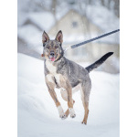 Ласковая, добрая собака Мэри мечтает о родной семье и доме