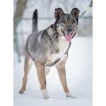 Ласковая, добрая собака Мэри мечтает о родной семье и доме