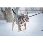 Ласковая, добрая собака Мэри мечтает о родной семье и доме