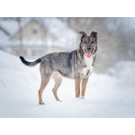 Ласковая, добрая собака Мэри мечтает о родной семье и доме