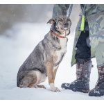 Ласковая, добрая собака Мэри мечтает о родной семье и доме