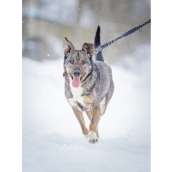 Ласковая, добрая собака Мэри мечтает о родной семье и доме