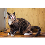 Шикарная Ульяна ищет дом!