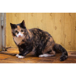 Шикарная Ульяна ищет дом!