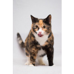 Шикарная Ульяна ищет дом!