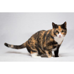 Шикарная Ульяна ищет дом!