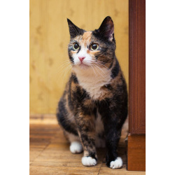 Шикарная Ульяна ищет дом!