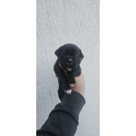 Кане Корсо Щенки