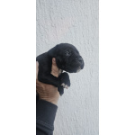 Кане Корсо Щенки