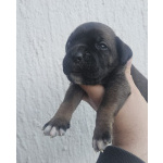 Кане Корсо Щенки