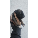 Кане Корсо Щенки