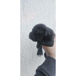 Кане Корсо Щенки