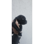 Кане Корсо Щенки