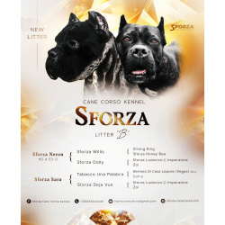 Кане Корсо Щенки