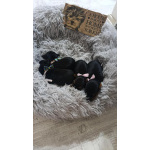 Йоркширский терьер – Красивые щенки