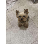 Йоркширский терьер – Красивые щенки