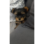 Йоркширский терьер – Красивые щенки