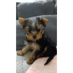 Йоркширский терьер – Красивые щенки