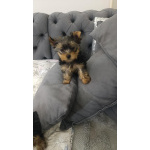 Йоркширский терьер – Красивые щенки