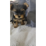 Йоркширский терьер – Красивые щенки