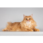 Очаровательный рыжий котик Лютик ищет дом