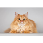 Очаровательный рыжий котик Лютик ищет дом