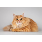 Очаровательный рыжий котик Лютик ищет дом