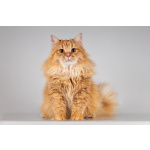 Очаровательный рыжий котик Лютик ищет дом