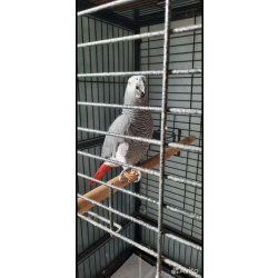 Жако говорящий