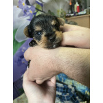 Малыши породы йоркширский терьер