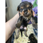 Малыши породы йоркширский терьер