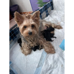 Малыши породы йоркширский терьер