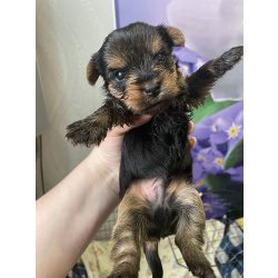 Малыши породы йоркширский терьер