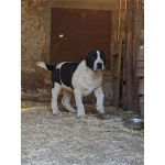 Среднеазиатская овчарка – щенки