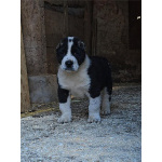 Среднеазиатская овчарка – щенки