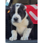 Среднеазиатская овчарка – щенки