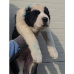 Среднеазиатская овчарка – щенки