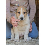 Среднеазиатская овчарка – щенки