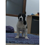 Среднеазиатская овчарка – щенки