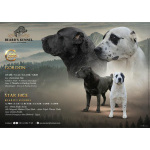 Среднеазиатская овчарка – щенки