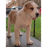 Среднеазиатская овчарка – щенки