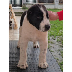 Среднеазиатская овчарка – щенки