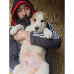 Среднеазиатская овчарка – щенки