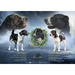 Среднеазиатская овчарка – щенки