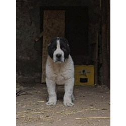 Среднеазиатская овчарка – щенки