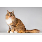 Красавица Фиона в добрые руки.