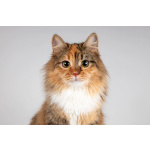 Красавица Фиона в добрые руки.