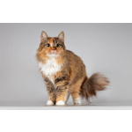 Красавица Фиона в добрые руки.