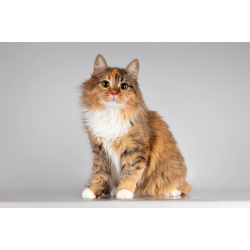 Красавица Фиона в добрые руки.