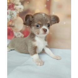 Щенки Чихуахуа